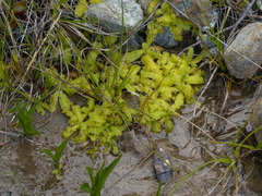 Pinguicula macroceras