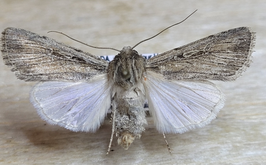 Protogygia lagena