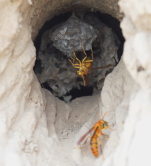 Polistes wattii