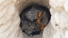 Polistes wattii