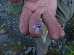 Pinguicula macroceras