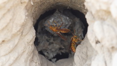 Polistes wattii