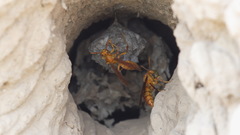 Polistes wattii