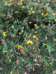 Bossiaea linophylla