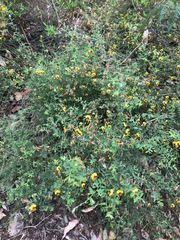 Bossiaea linophylla