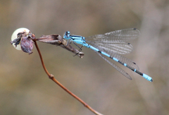 Enallagma boreale