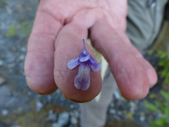 Pinguicula macroceras