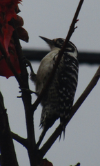 Dryobates nuttallii