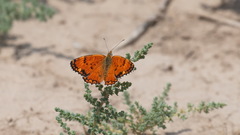 Melitaea sibina