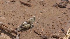 Sphingonotus savignyi