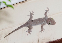 Gekko smithii