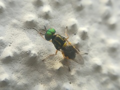 Euparyphus cinctus