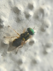 Euparyphus cinctus