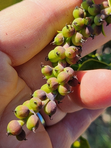 Image of Garrya fremontii by (c) Merlla McLaughlin, some rights reserved (CC BY)