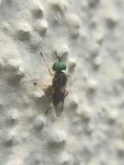 Euparyphus cinctus