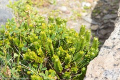 Pimelea ferruginea