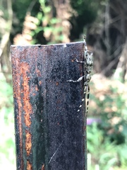 Hexatricha pulverulenta