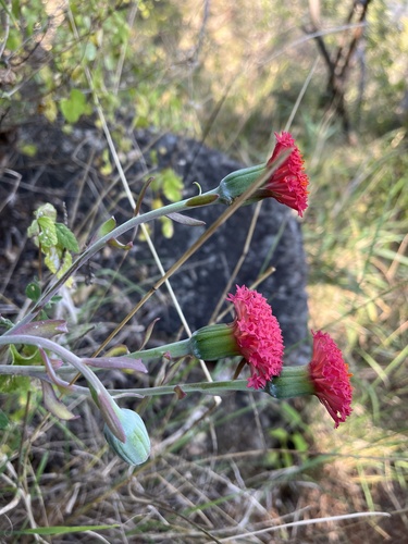 Kleinia fulgens