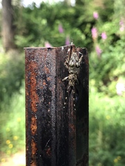 Hexatricha pulverulenta