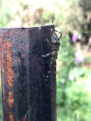 Hexatricha pulverulenta