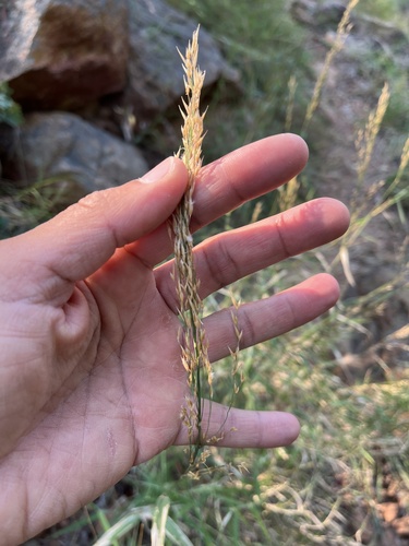 Rock Powder Grass (Danthoniopsis pruinosa)