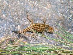 Sceloporus bicanthalis