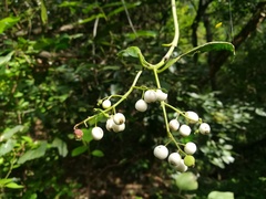 Chiococca pachyphylla