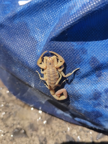 Centruroides balsasensis