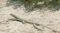 Eremias velox