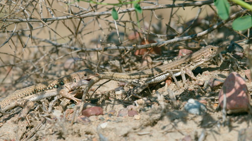 Rapid Fringe-Toed Lizard; Central Asian Racerunner, Eremias velox