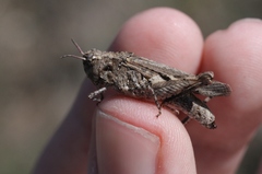 Chimarocephala pacifica