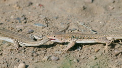 Eremias velox