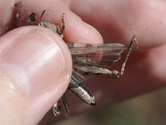 Chimarocephala pacifica