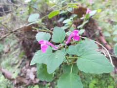 Scutellaria seleriana