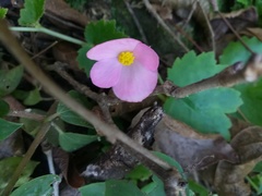 Begonia uniflora