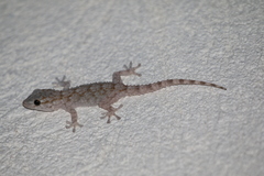 Tarentola mauritanica