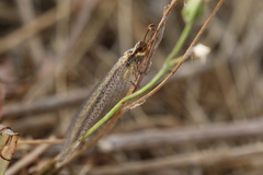 Macronemurus appendiculatus