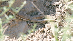 Eremias velox