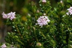 Pimelea ferruginea