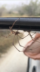 Tetragnatha elongata