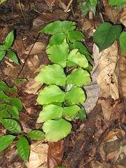 Adiantum macrophyllum