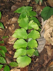 Adiantum macrophyllum