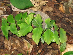 Adiantum macrophyllum