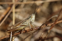 Euchorthippus elegantulus