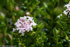 Pimelea ferruginea