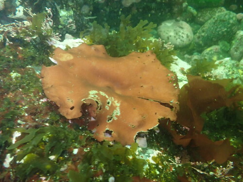 Constantinea rosa-marina observed 2023-06-23