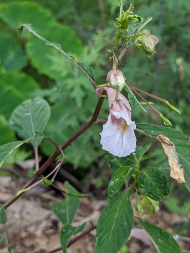 Impatiens arguta (Impatiens arguta)
