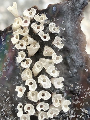 Lace Murex