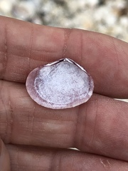 Semele bellastriata