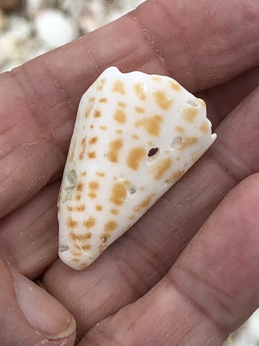 Conus spurius image